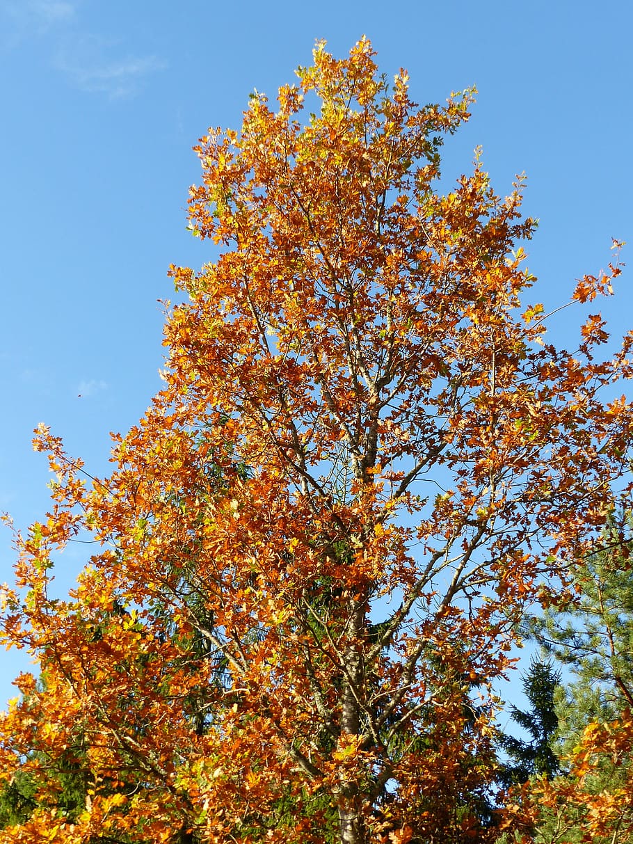 tree, oak, branches, leaf, colors, autumn, himmel, blue, plant HD wallpaper
