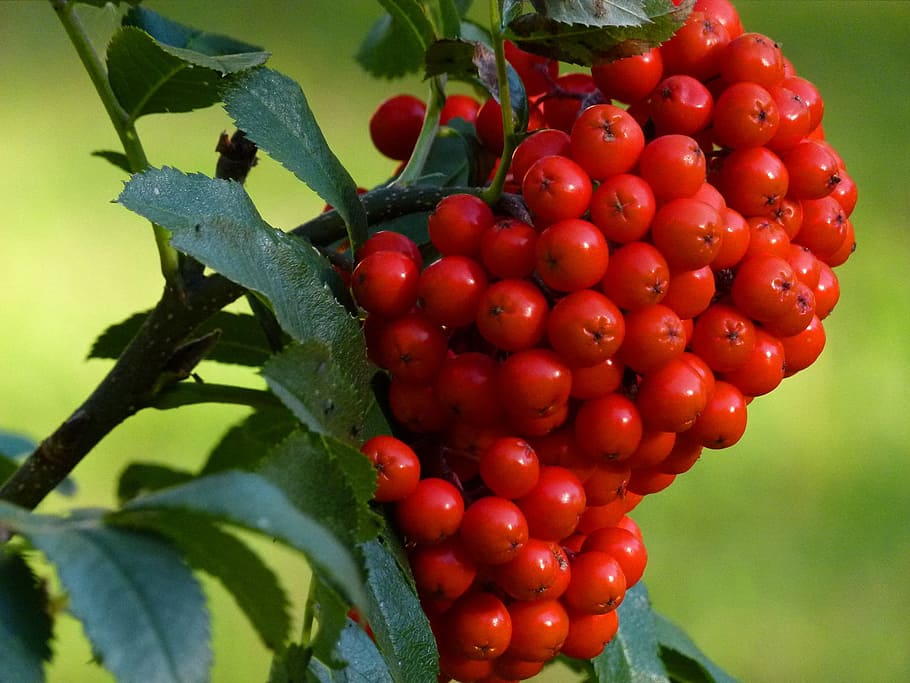 rowan, berries, cluster, red, plant, rowanberry, ripe, nature HD wallpaper
