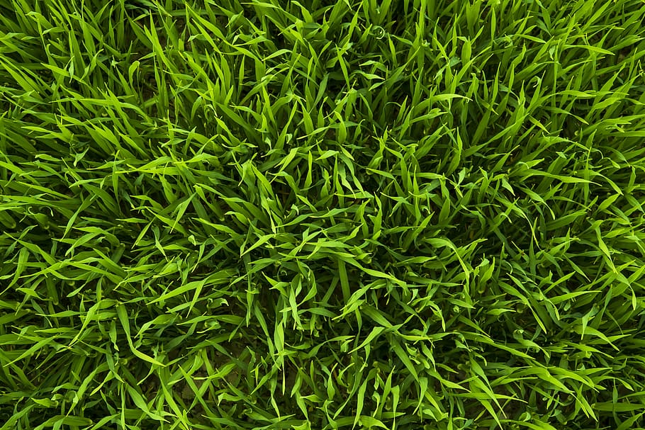 green grass, meadow, juicy, frisch, nature, grasses, high grass, HD wallpaper