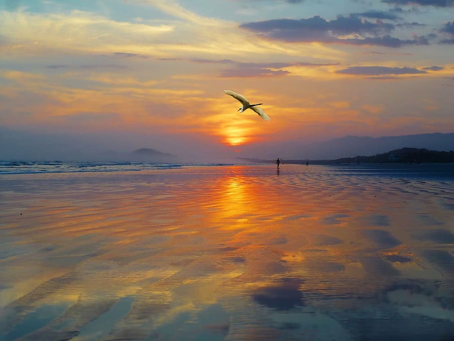 bird flying over body of water, west, sunset, sol, landscape HD wallpaper