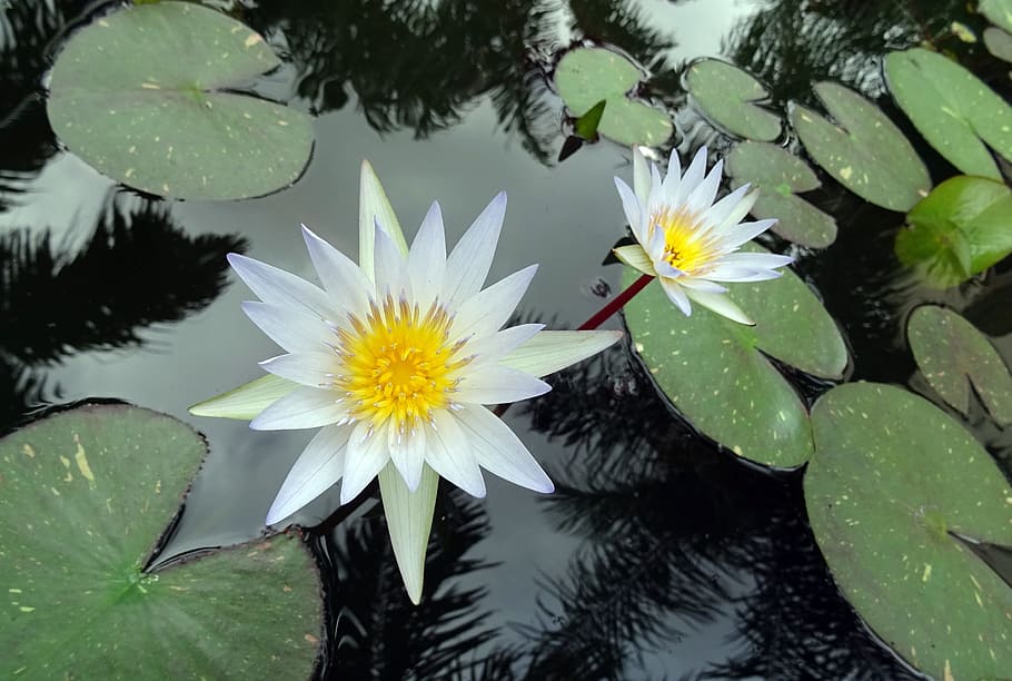 1920x1080px | free download | HD wallpaper: Water Lily, Lily, White ...