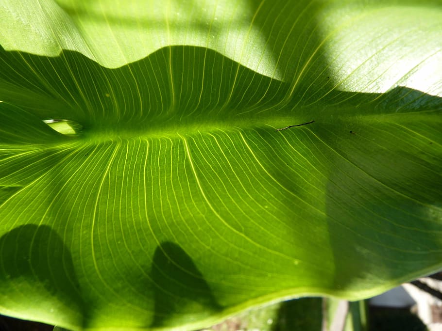leaf, macro, nature, green color, plant part, close-up, beauty in nature HD wallpaper