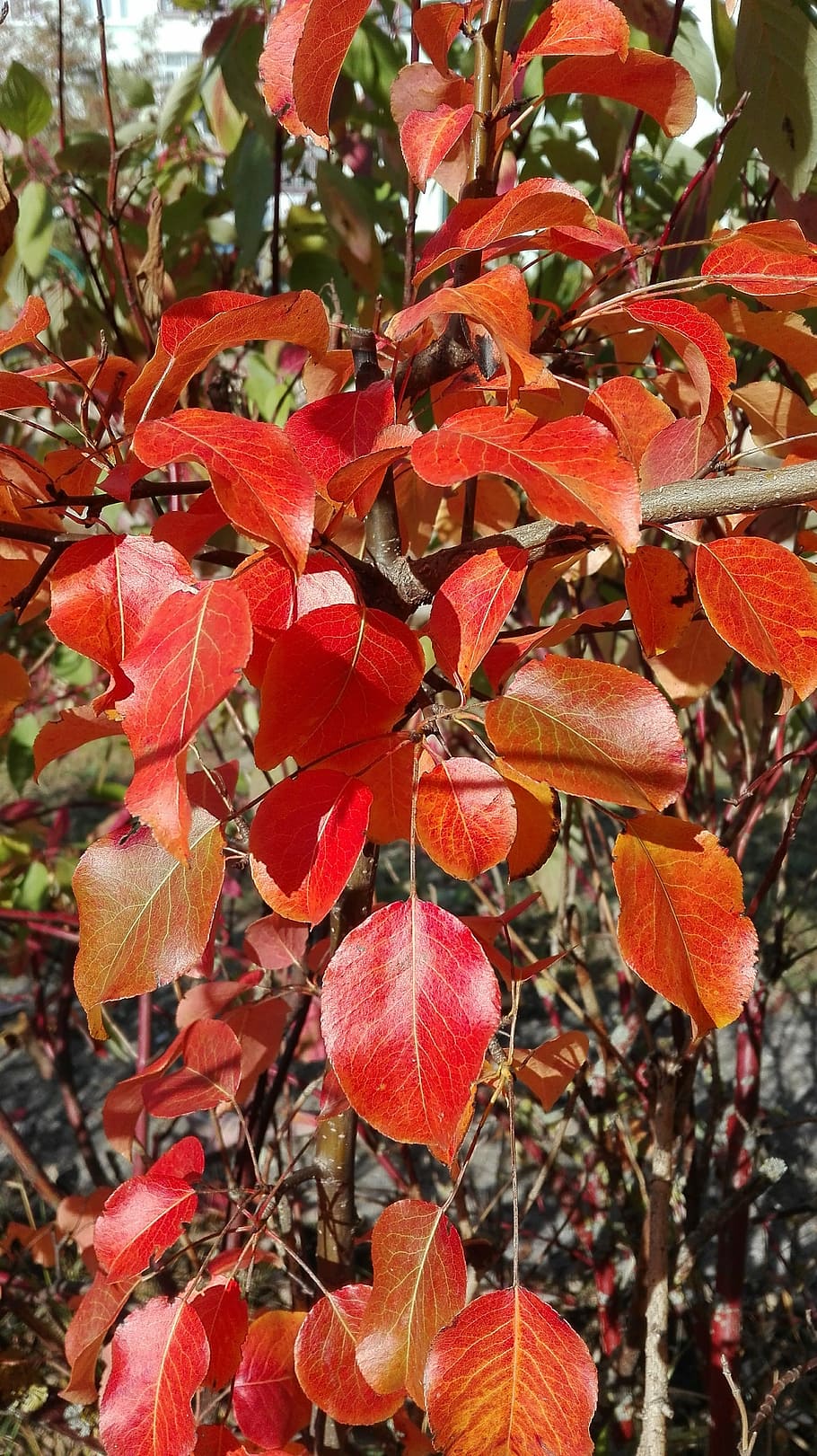 foliage, autumn, red, plant, growth, plant part, leaf, close-up HD wallpaper