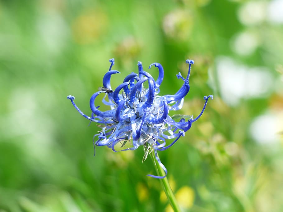 Spherical, Devil'S Claw, Flower, Blossom, spherical devil's claw HD wallpaper