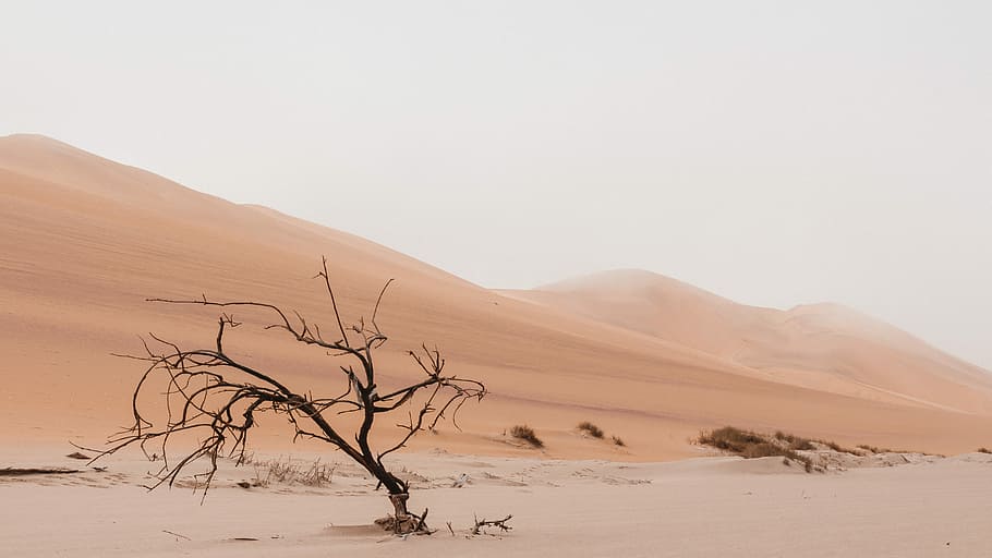 brown no leaves tree near hill at daytime, bare tree in desert at daytime HD wallpaper