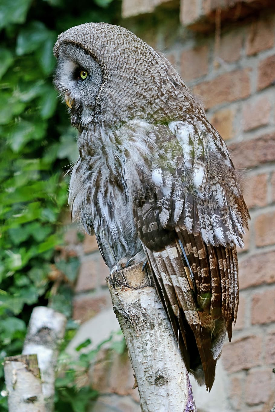 Owl, Bird, Forest, Wild Animal, waldeule, forest dwellers, nature HD wallpaper