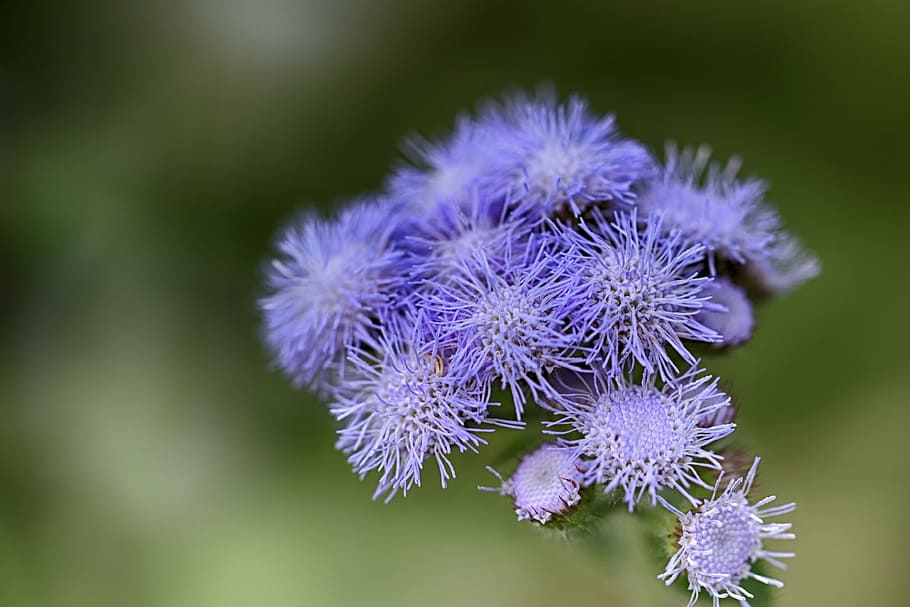 closeup photography of purple petaled flower, beard, beautiful HD wallpaper