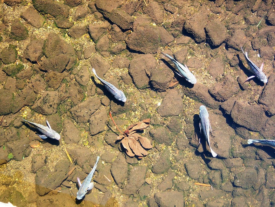 fish, transparent water, high angle view, no people, day, sunlight HD wallpaper