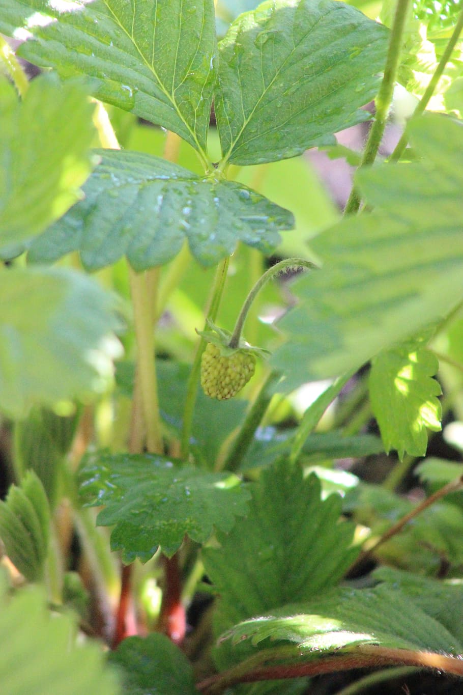 strawberry, bud, plant, nature, garden, spring, gardening, delicious, HD wallpaper