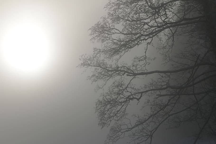 winter, snow, wintry, nature, light, shadow, snow landscape HD wallpaper