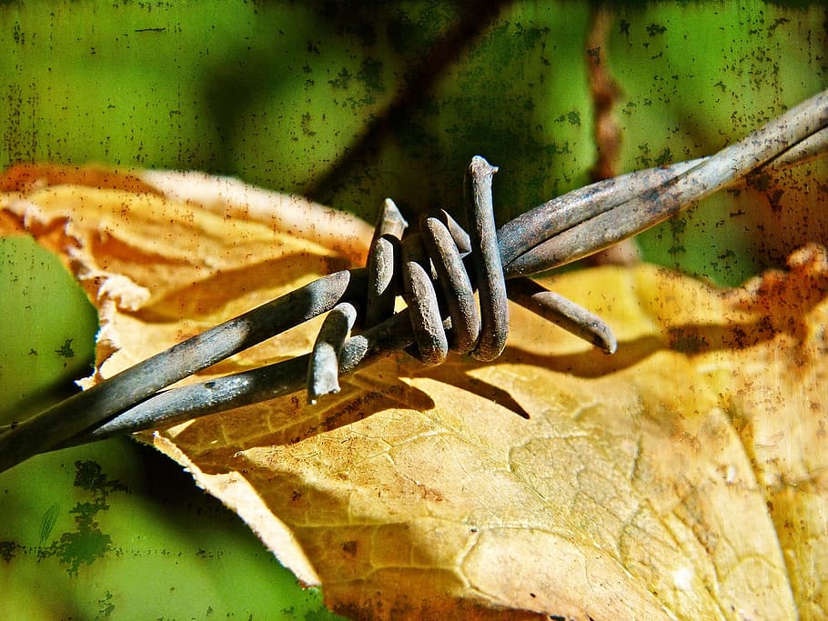 Barbwire, Barbs, Barbed, Wire, Fence, protection, sharp, steel HD wallpaper