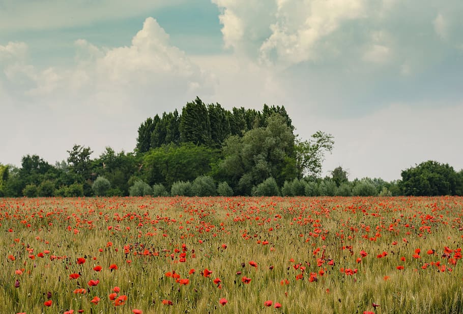flowers, trees, plant, cloud, blue, sky, field, nature, garden HD wallpaper