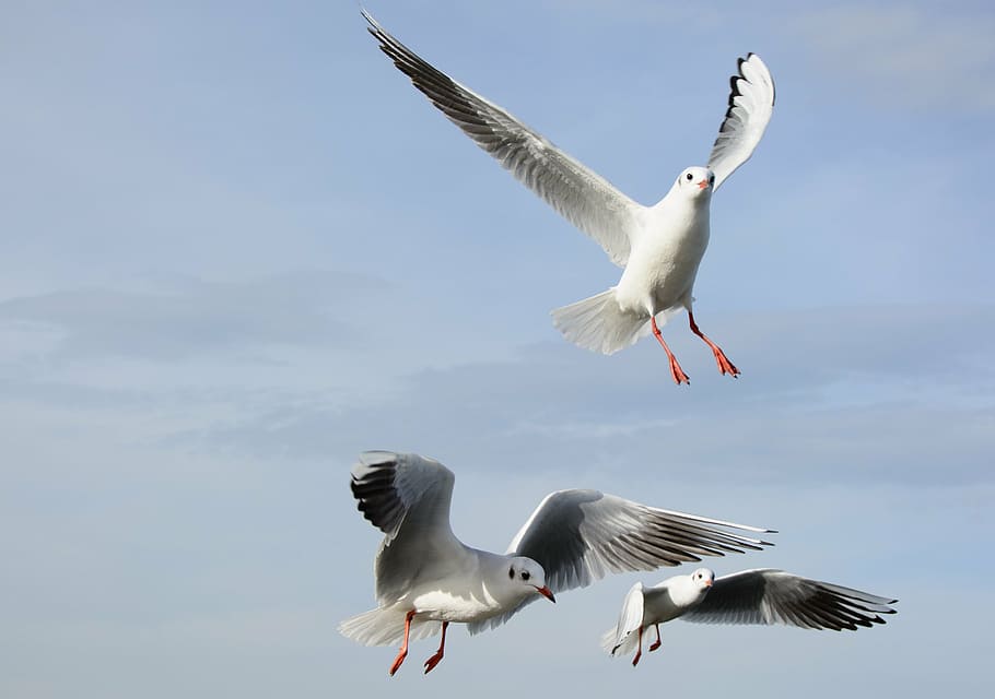 gulls, bird, fly, dom, sky, lake, feather, wing, spring dress HD wallpaper