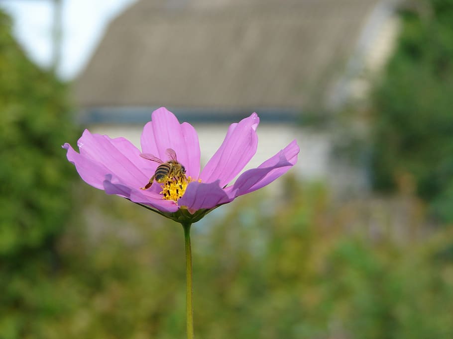 bee, flower, summer, dacha, insect, pollen, nectar, pollination HD wallpaper