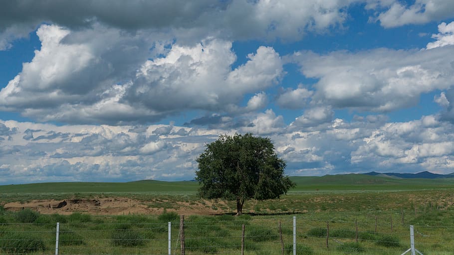 lonely, tree, cloud, blue sky, cloud - sky, landscape, environment HD wallpaper