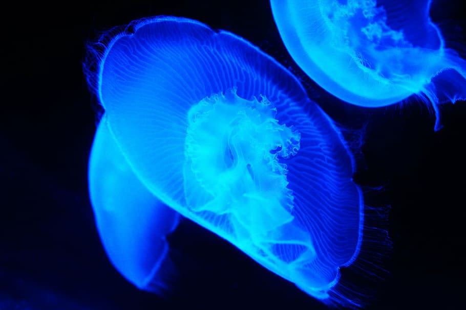 jellyfishes swimming, animal, blue, creature, danger, dark HD wallpaper