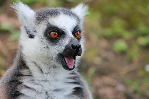 shallow focus of white and black animal, maki, lemur, lemur monkey HD wallpaper