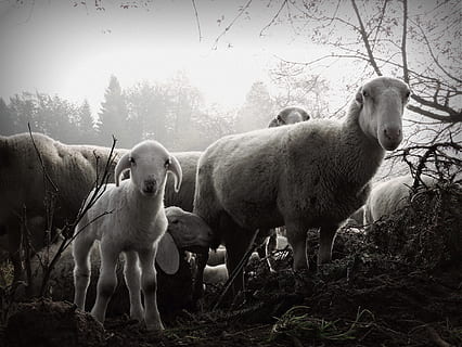 Lamb, Sheep, Flock, White, Black, Fog, white black, look, farm HD wallpaper