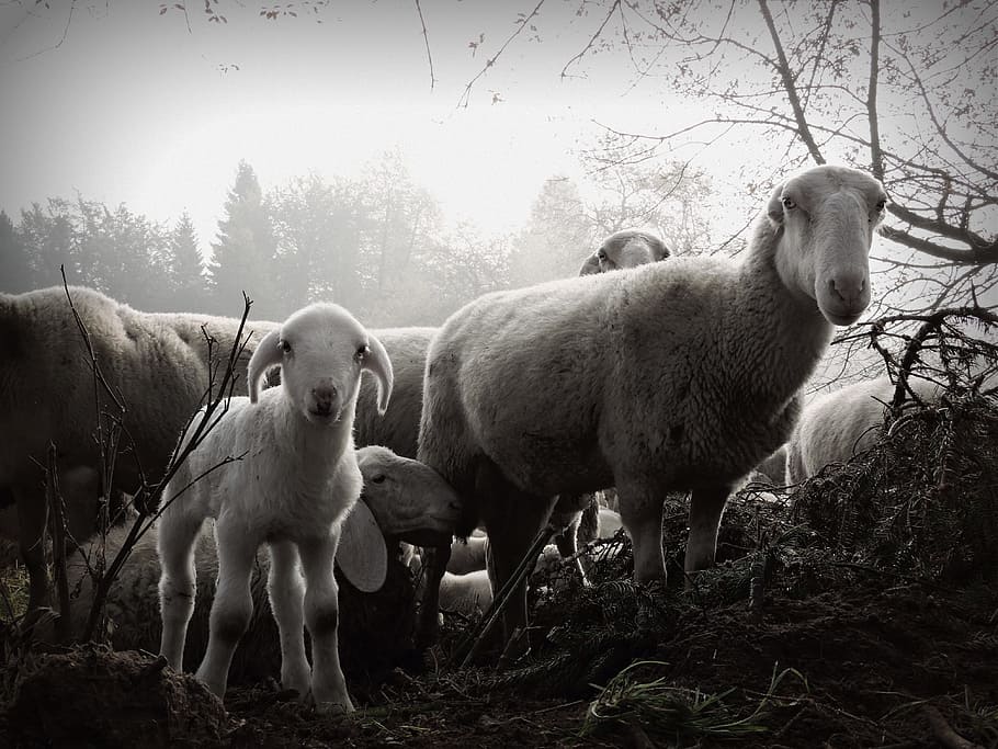 Lamb, Sheep, Flock, White, Black, Fog, white black, look, farm HD wallpaper