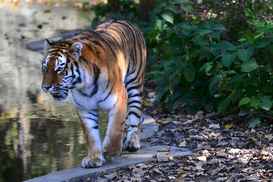 zoo, hellabrunn, munich, one animal, animal themes, tiger, feline HD wallpaper