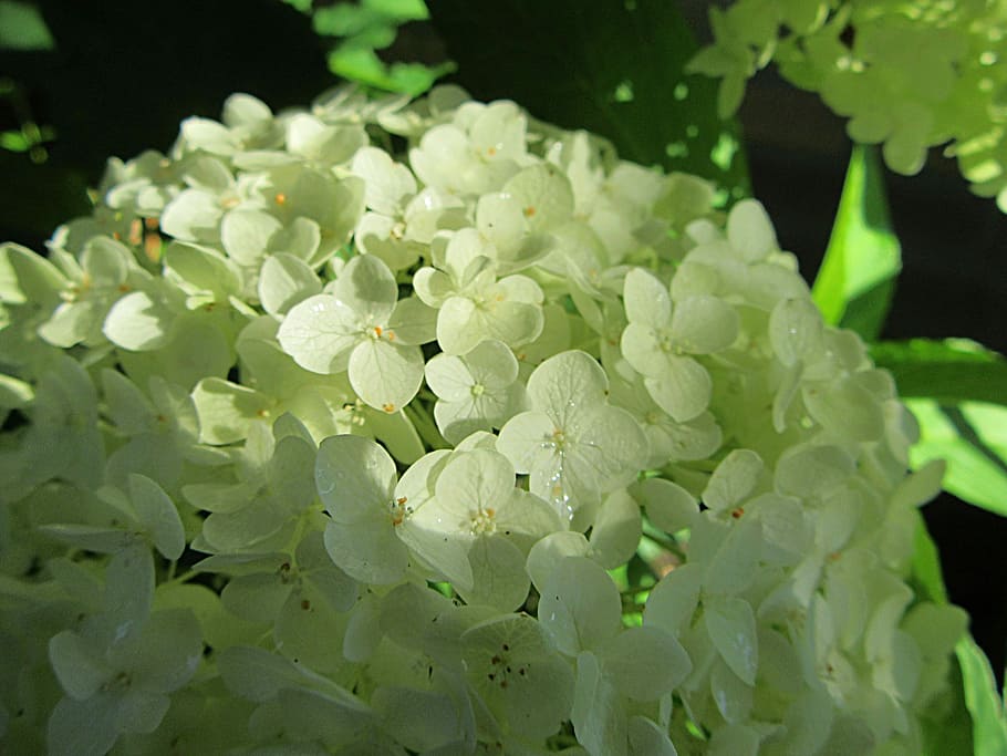 hydrangea, sunlight, white, nature, flowers, leaves, plant HD wallpaper