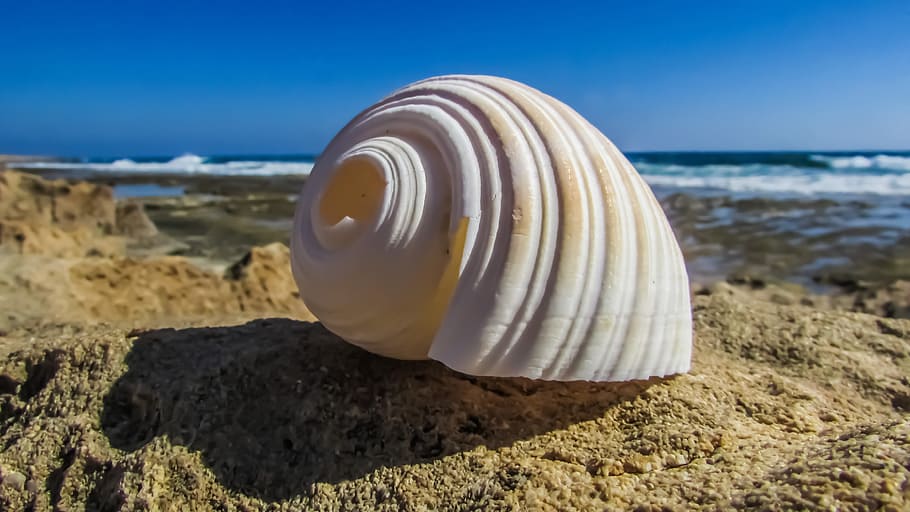 Shell, Beach, Sea, Nature, summer, seashell, sand, outdoors HD wallpaper