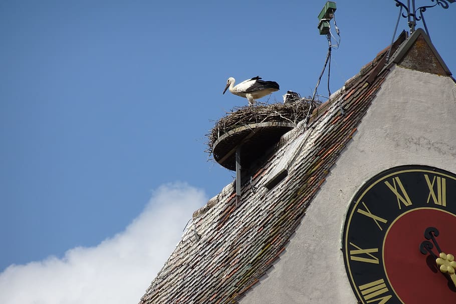 stork, sky, bird, animal, animal themes, animals in the wild HD wallpaper