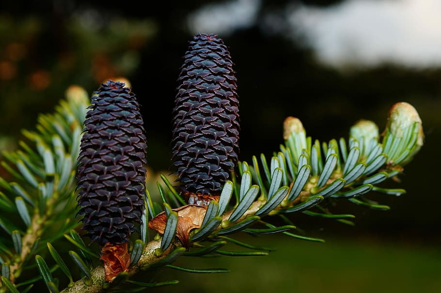 Fir, Pine Cones, Needles, tannenzweig, tap blue, immergrüner tree, HD wallpaper
