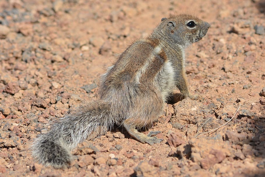 Ground Squirrel, Animal, wildlife, nature, rodent, mammal, animals In The Wild HD wallpaper