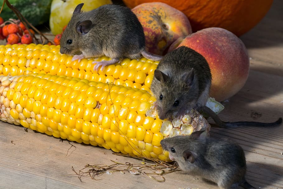 three black rats on yellow cord, mouse, wild, corn, nager, animal portrait HD wallpaper