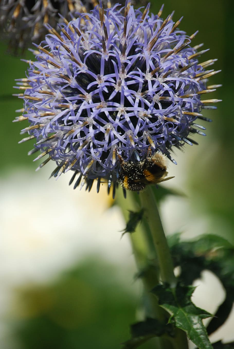 bee, flora, flower, plant, pollen, flowering plant, vulnerability HD wallpaper
