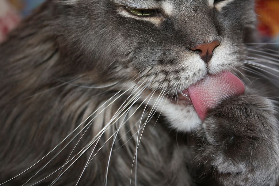 cat, language, mustache, muzzle, licking, the nose, kitten HD wallpaper
