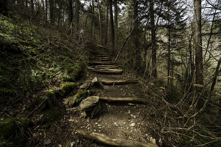 Steps on the Appalachian Trail leading to Clingman's Dome in Great Smoky Mountains National Park, Tennessee