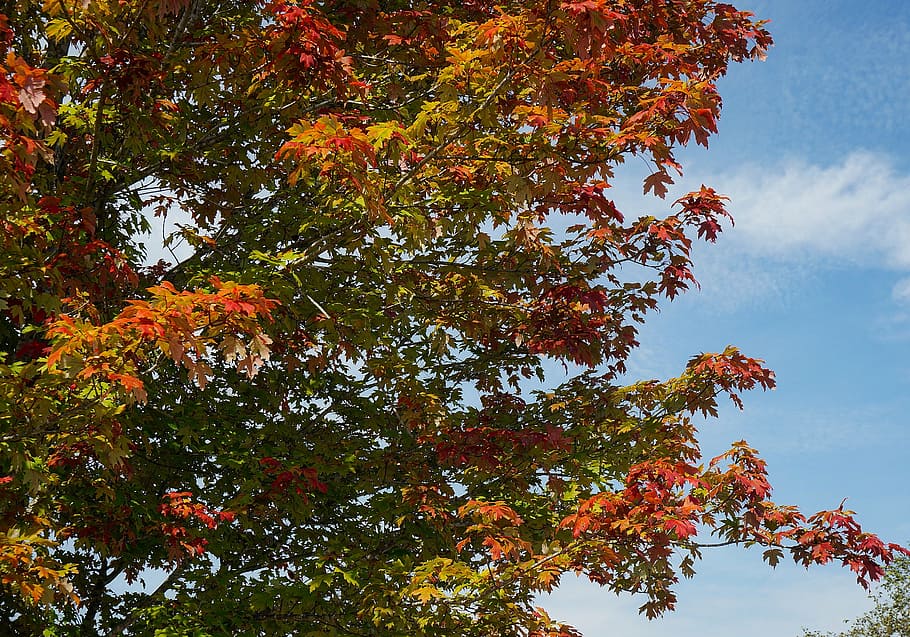 maple leaves, maple tree, autumn, fall, colorful, nature, seasonal HD wallpaper