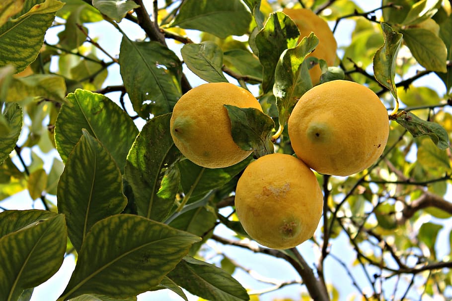 lime, lemon, fruit, mediterranean fruit, fruit tree, orange blossom, HD wallpaper