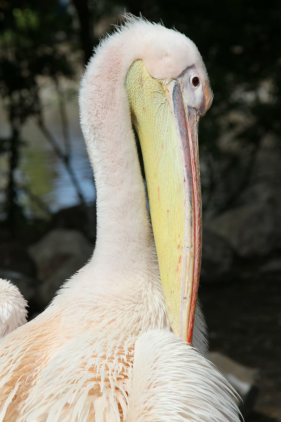 pelican, wildlife, bird, beak, nature, animal, pelecanus, zoo, HD wallpaper