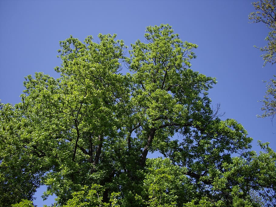 nature, tree, sky, environment, plant, growth, beauty in nature HD wallpaper