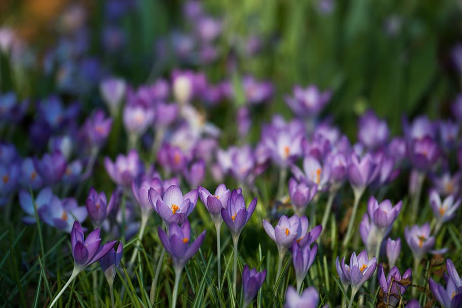 purple Crocus flower field, iridaceae, violet, spring, easter HD wallpaper