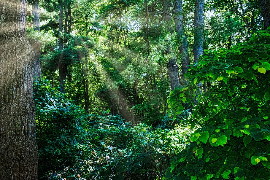 trees, sunrays, summer, foliage, plant, forest, growth, land HD wallpaper