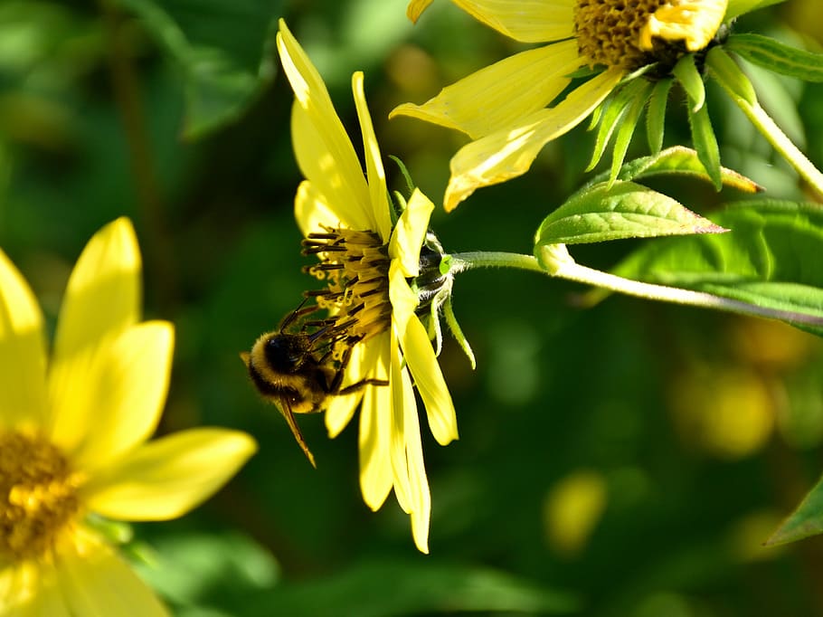 bee, blossom, bloom, close, nature, flower, insect, yellow HD wallpaper
