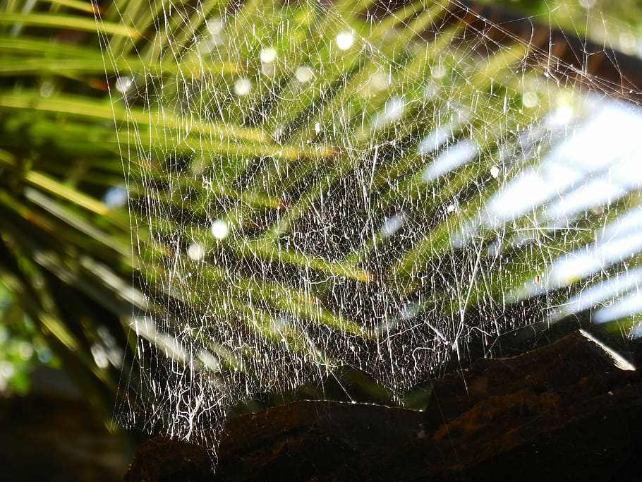 cobweb, plant, dewdrop, close, cobwebs, morgentau, beaded, moisture HD wallpaper