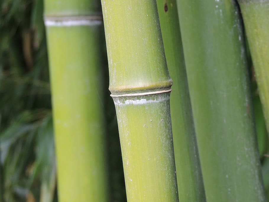 bamboo, tribe, green, forest, segment, green color, bamboo - plant HD wallpaper