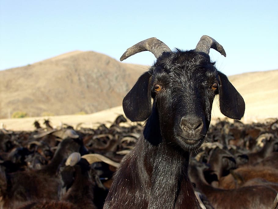 goat, animals, nature, farm, agriculture, livestock, rural Scene HD wallpaper
