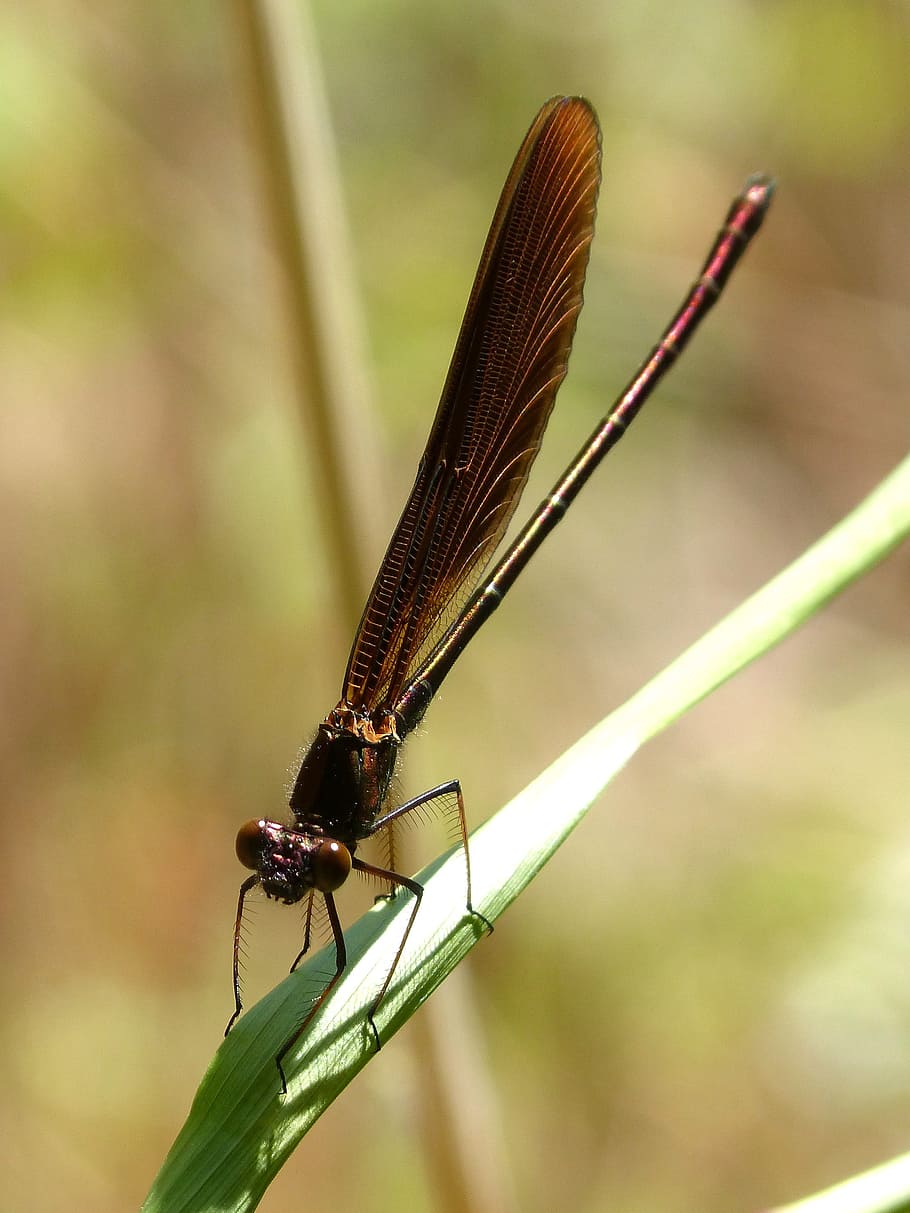 Dragonfly, Black Dragonfly, winged insect, leaf, wetland, animal themes HD wallpaper