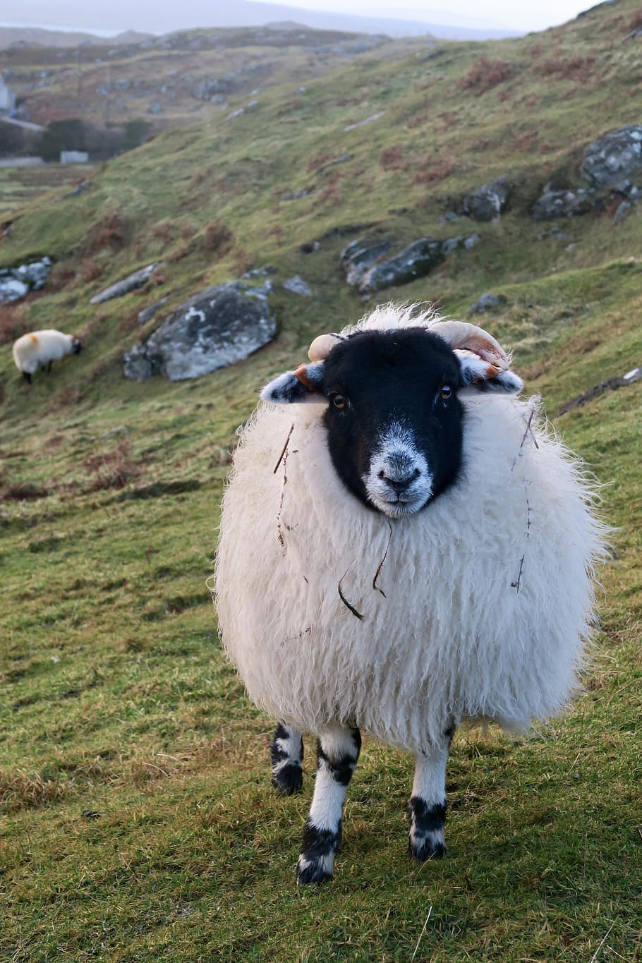 animals, sheep, scotland, animal themes, mammal, pets, domestic animals HD wallpaper