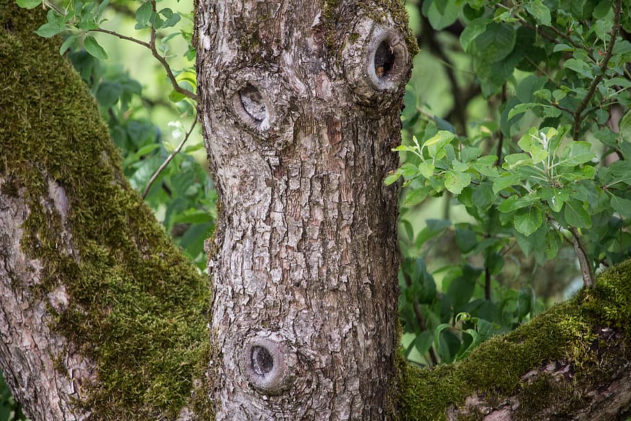 tree, log, bark, knots, tree face, leaves, mood, structure