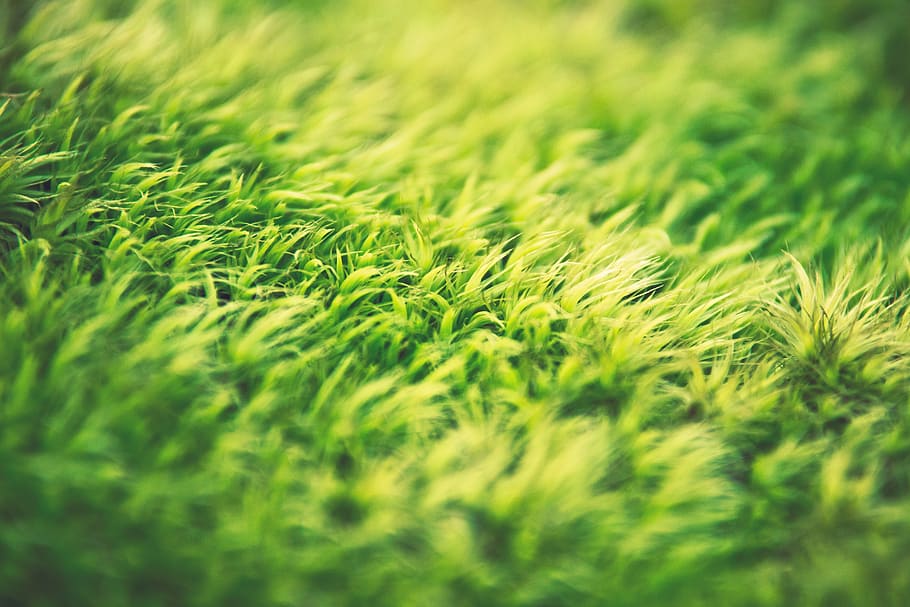green grass close-up photo, nature, lawn, sunshine, summer HD wallpaper