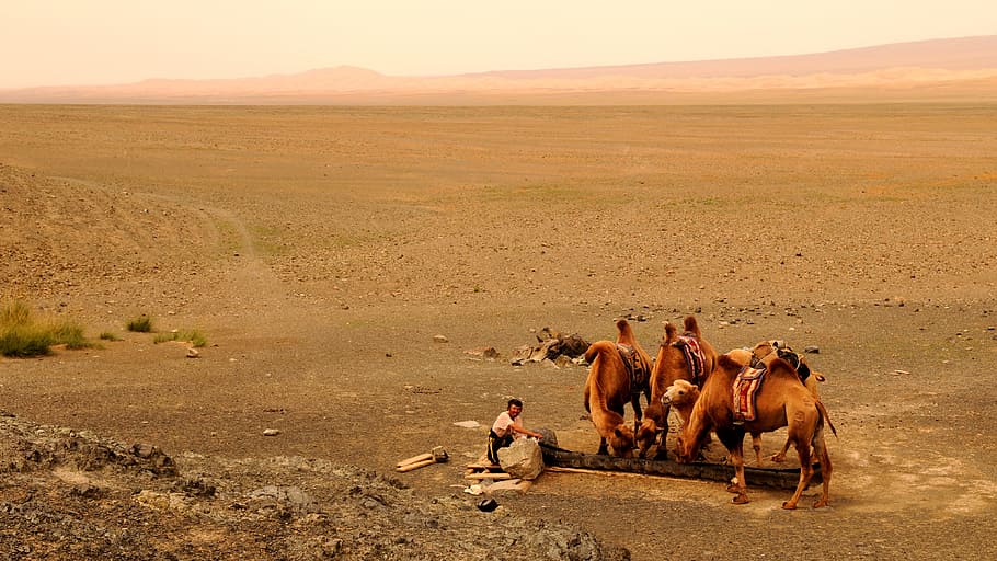 mongolia, sand, desert, human, camel, domestic animals, mammal HD wallpaper