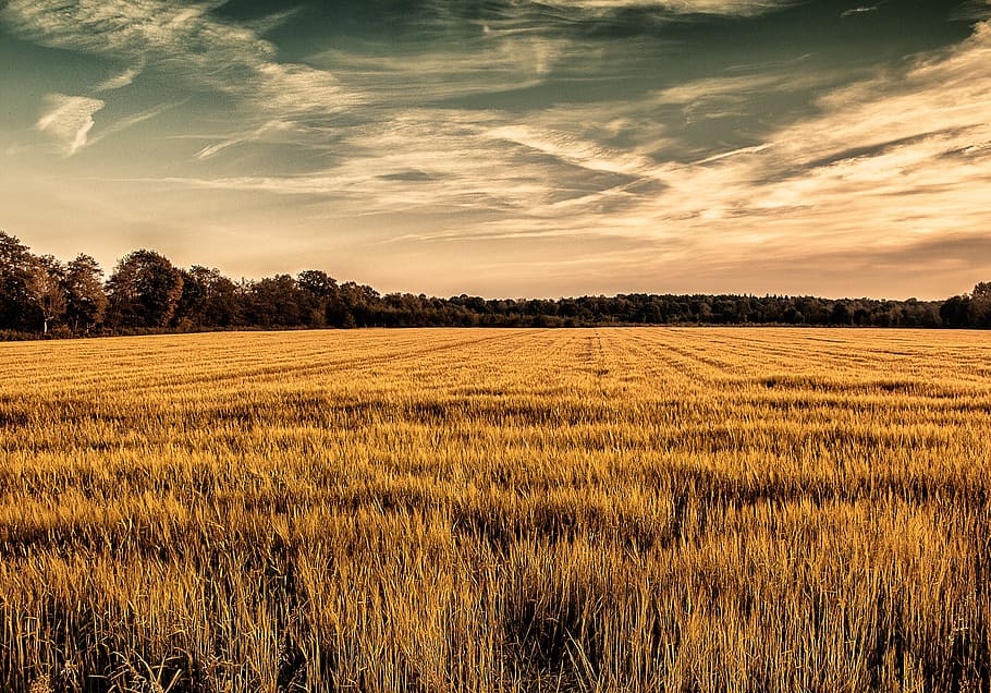 brown grass field under white sky, cornfield, yellow, trees HD wallpaper