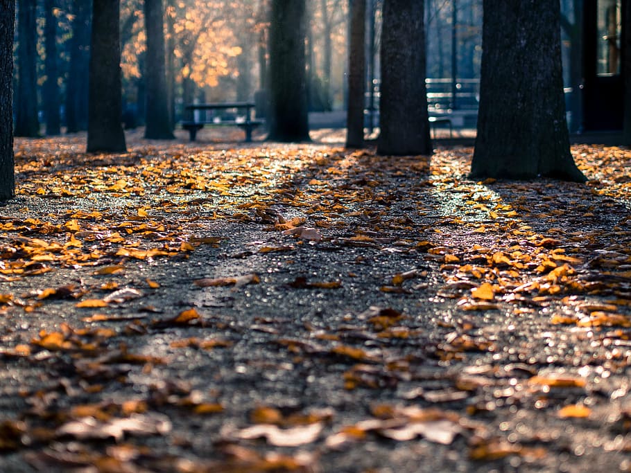 fall, ground, leaves, park, trees, leaf, autumn, trunk, tree trunk HD wallpaper